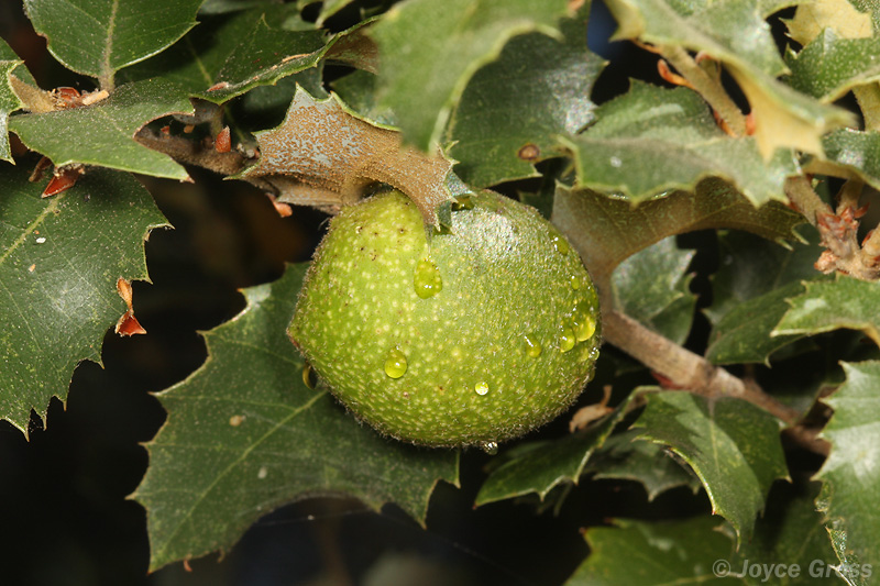 Disholandricus reniformis