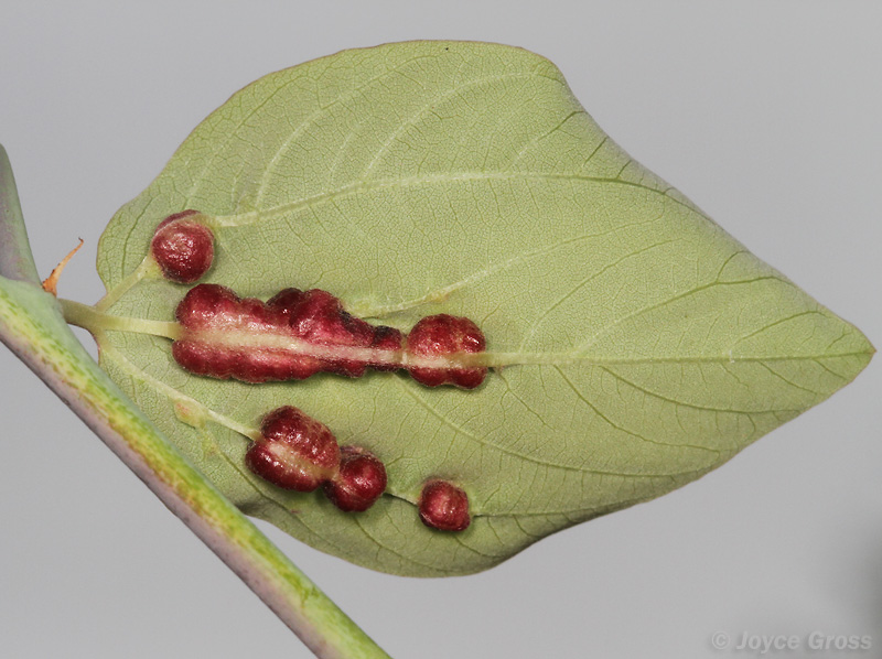 Asphondylia sp.