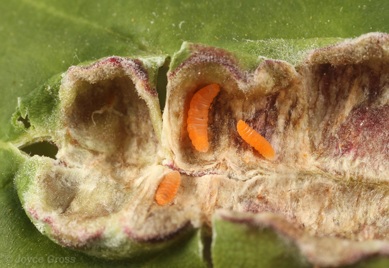 Asphondylia sp.