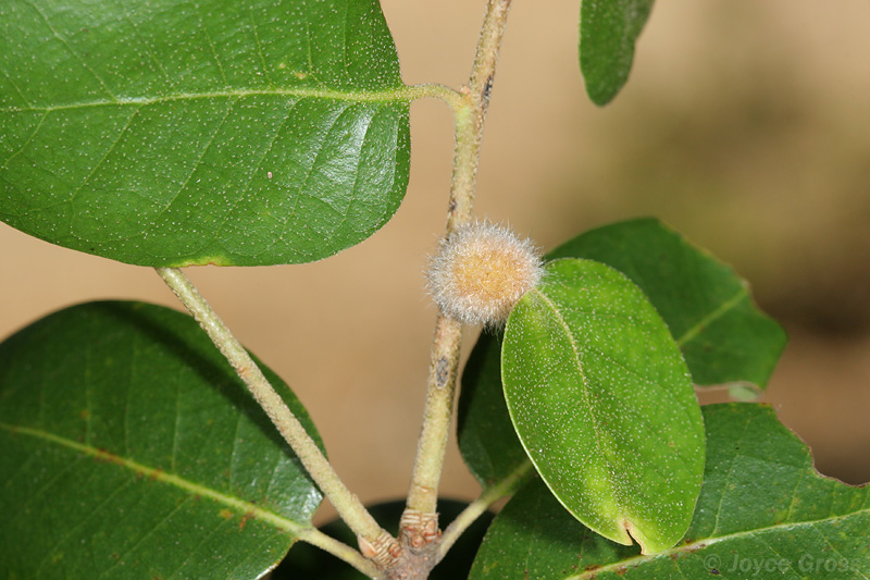 Disholandricus lasius