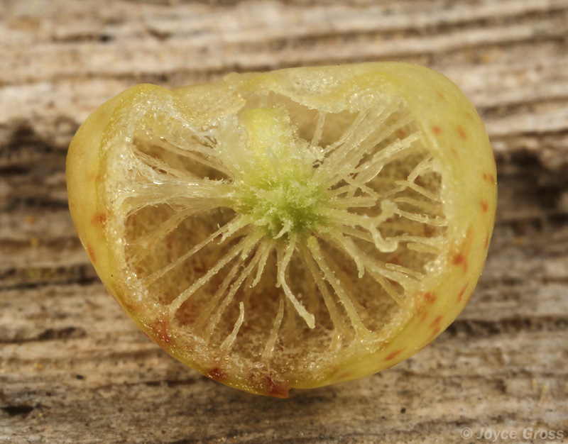 Trichoteras coquilletti