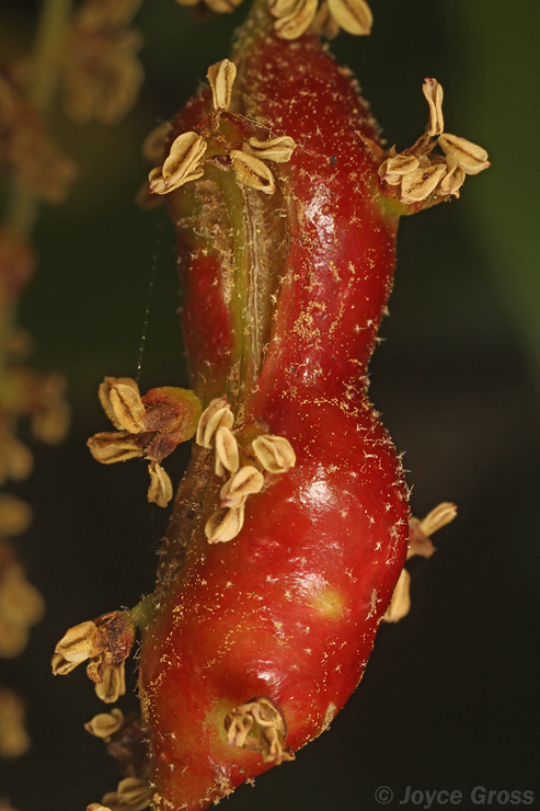 Callirhytis congregata
