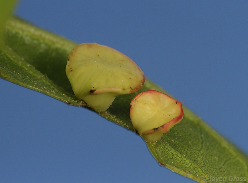 Amphibolips quercuspomiformis
