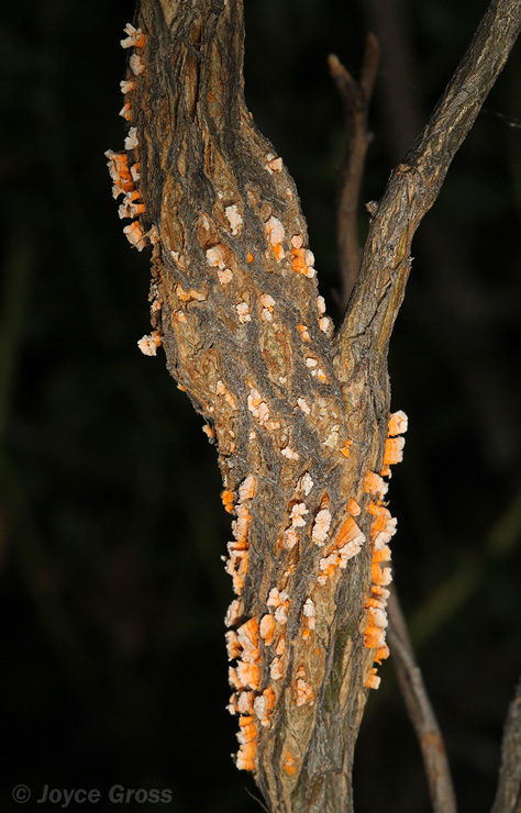 Puccinia evadens