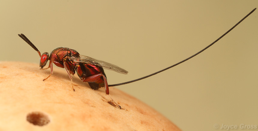 Torymus californicus