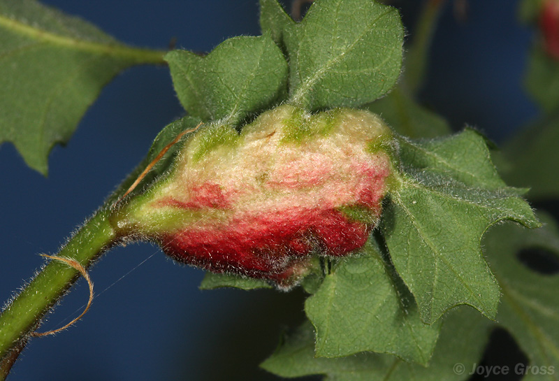 Neuroterus washingtonensis