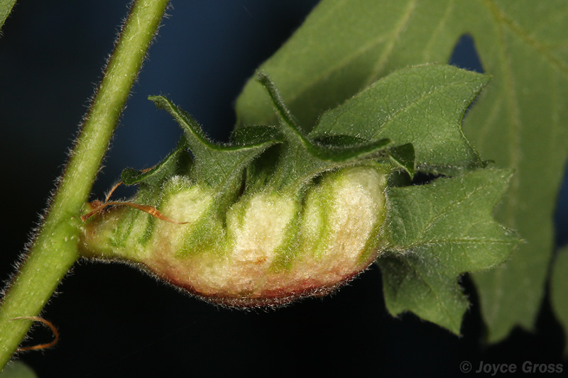 Neuroterus washingtonensis