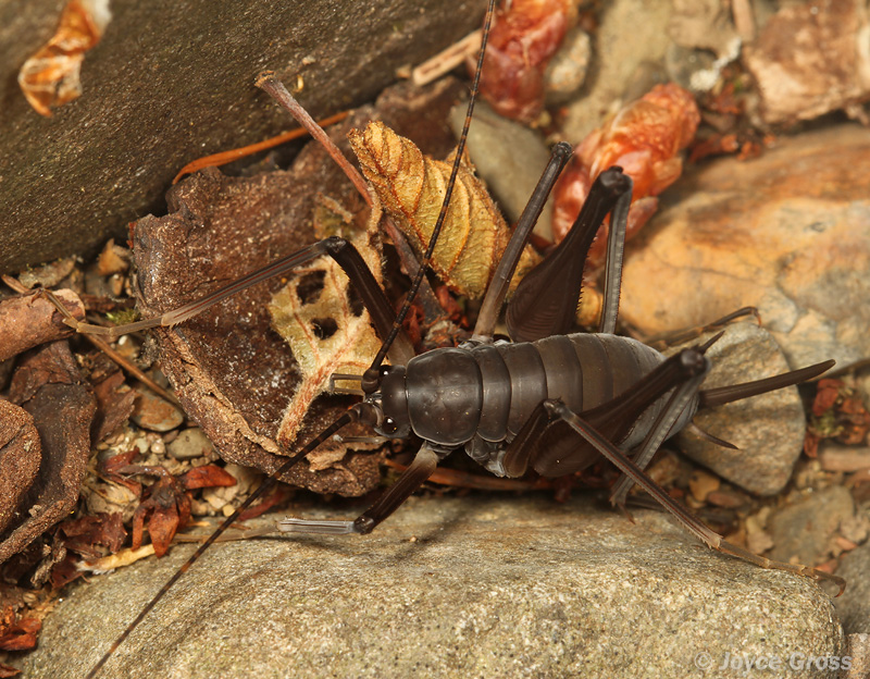 Tropidischia xanthostoma