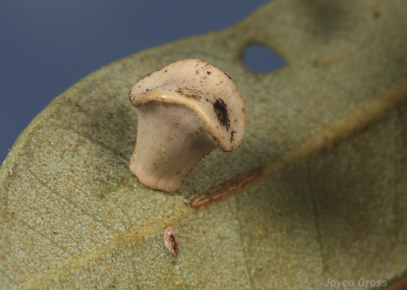 Paracraspis insolens