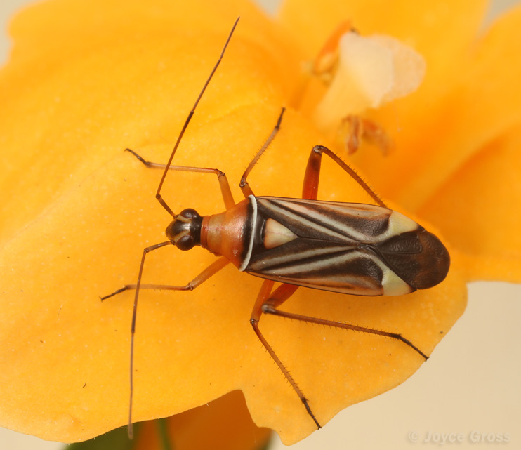 Closterocoris amoenus