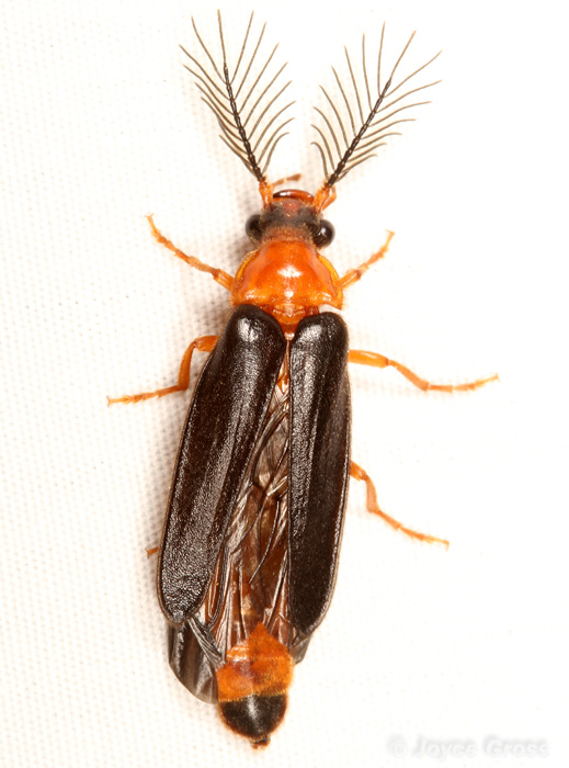 Zarhipis integripennis