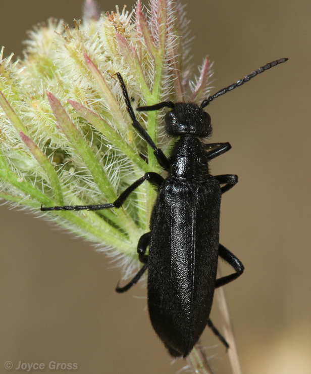 Epicauta puncticollis