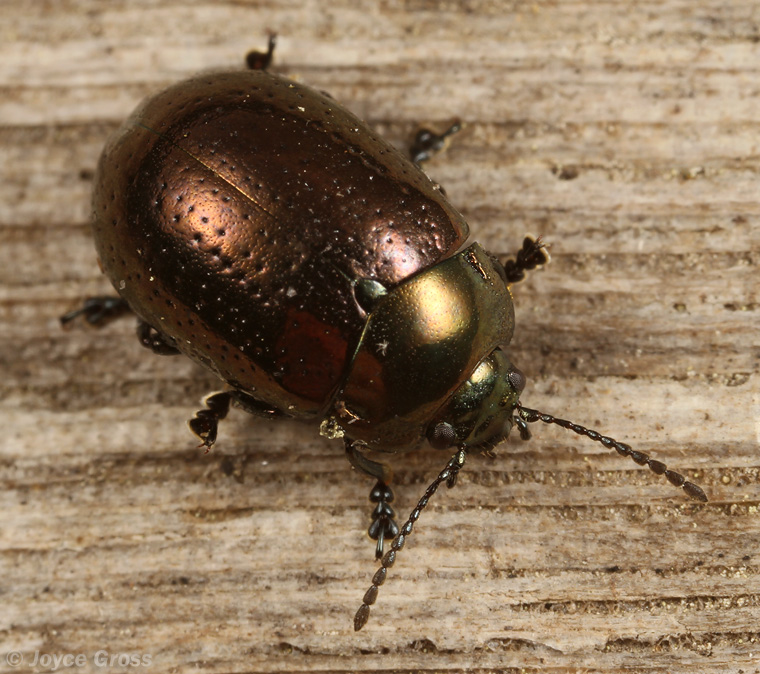 Chrysolina quadrigemina/hyperici