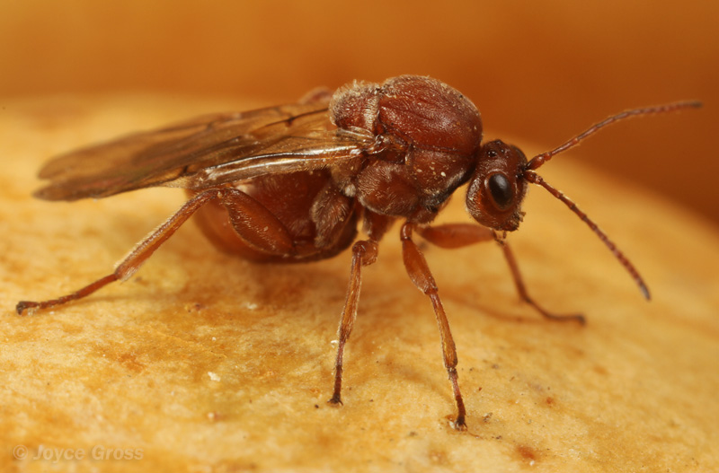 Andricus quercuscalifornicus