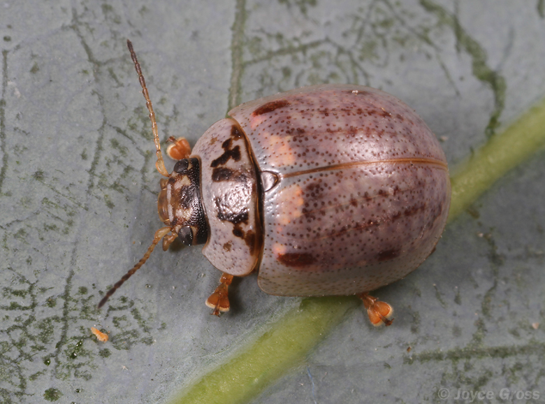 Paropsisterna m-fuscum