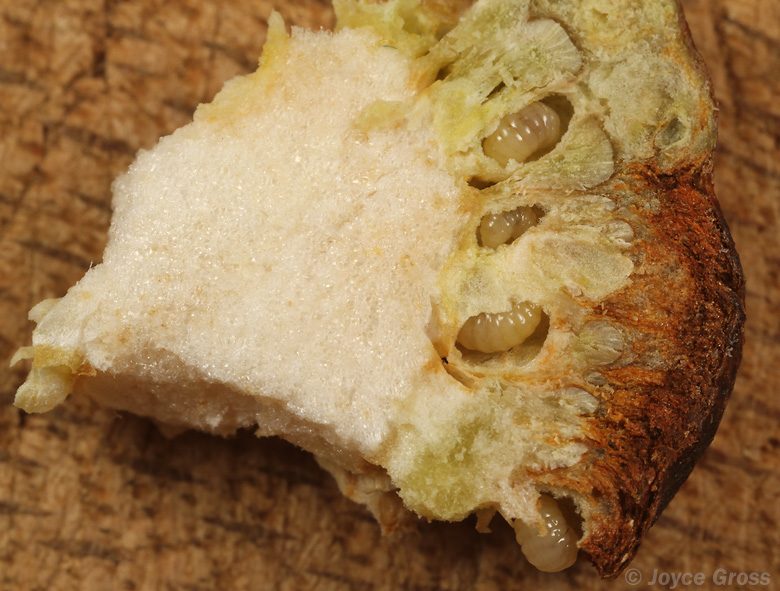 Diastrophus kincaidii