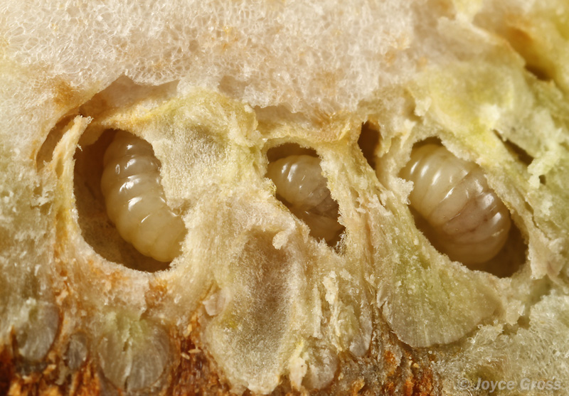 Diastrophus kincaidii