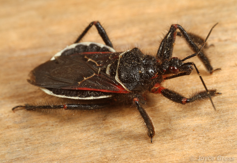 Apiomerus californicus