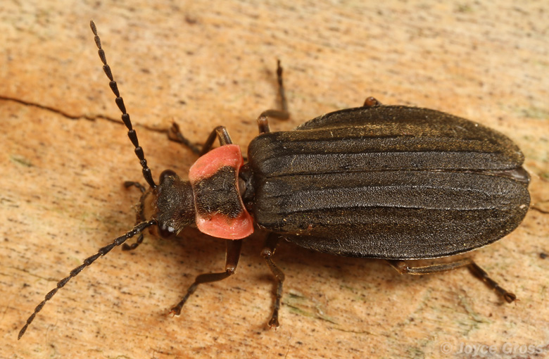 Podabrus tricostatus