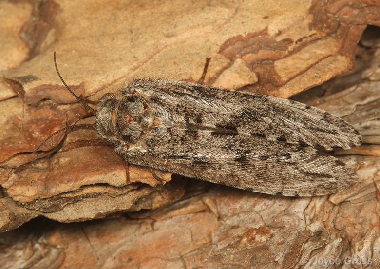 Platystoechotes lineatus
