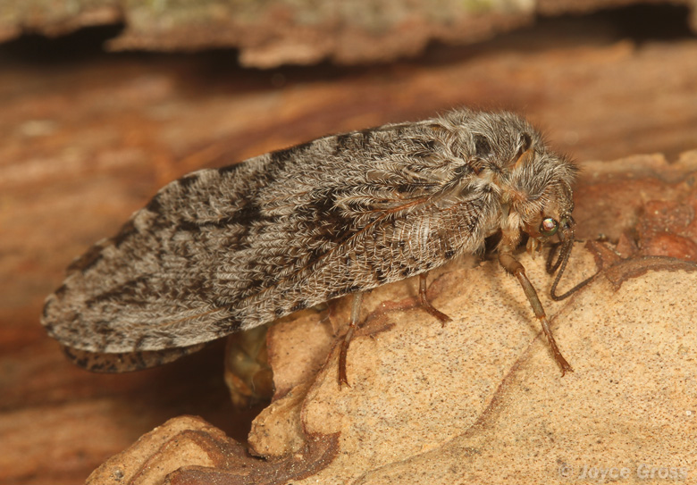Platystoechotes lineatus