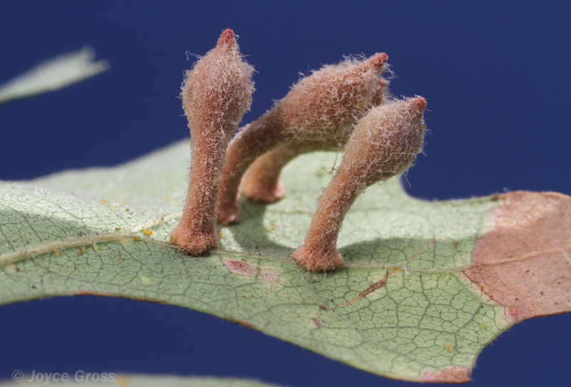 Xanthoteras clavuloides