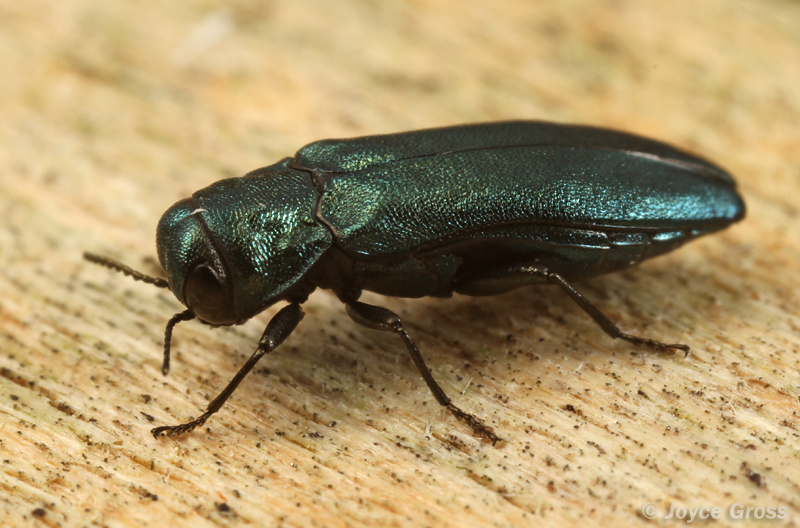 Agrilus cyanescens
