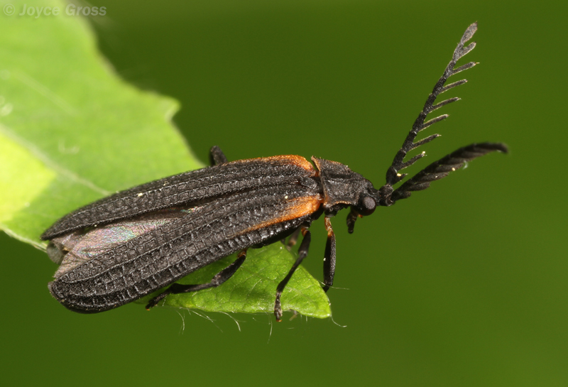 Leptoceletes basalis