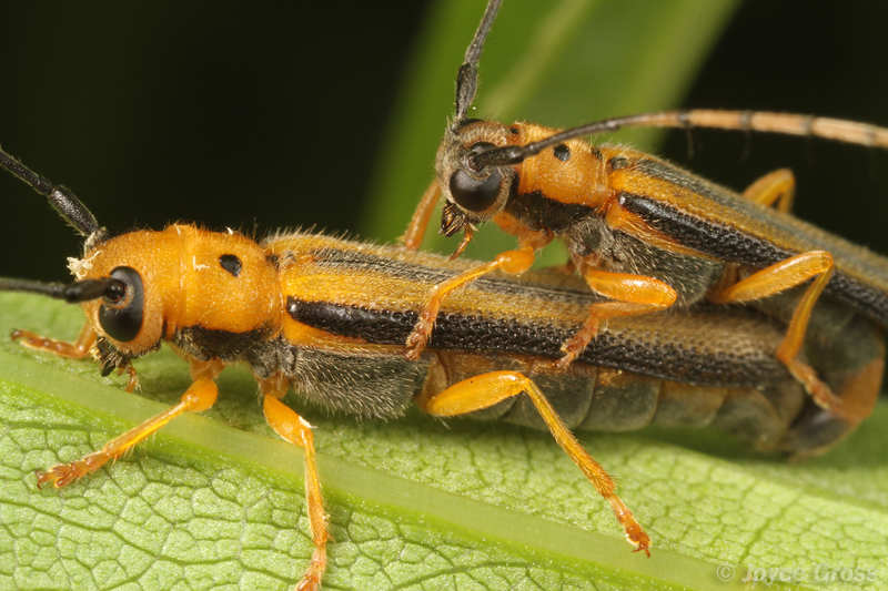 Oberea tripunctata