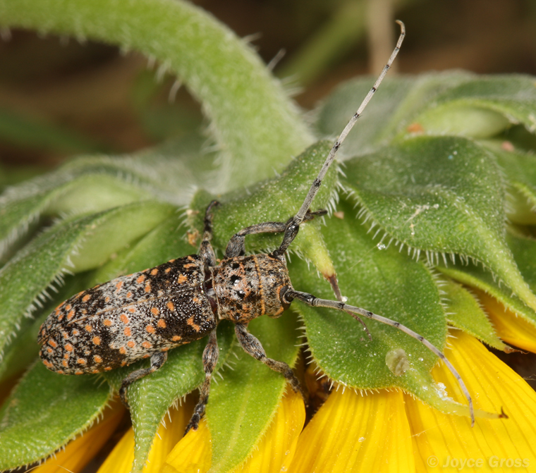 Oncideres rhodosticta