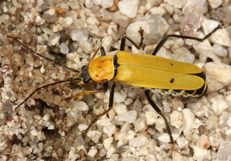 Chauliognathus misellus