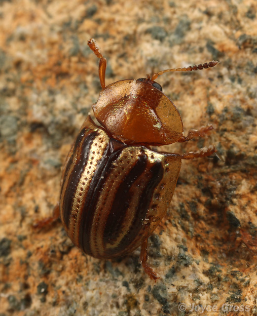 Agroiconota bivittata
