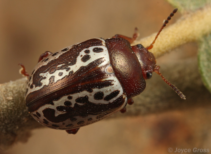 Zygogramma arizonica