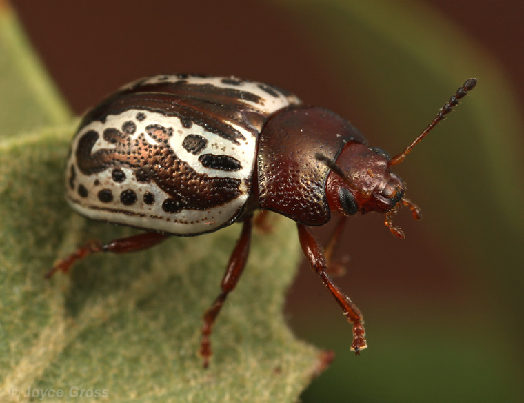 Zygogramma arizonica