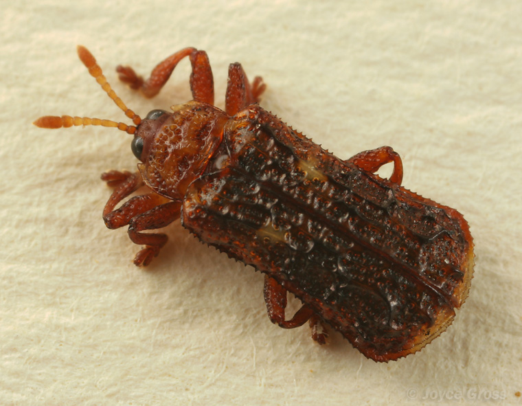 Octotoma marginicollis