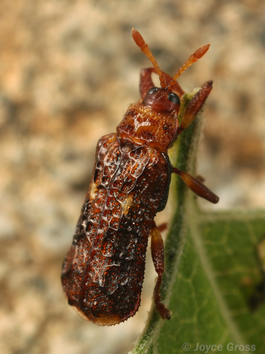 Octotoma marginicollis