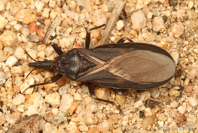 Triatoma protracta