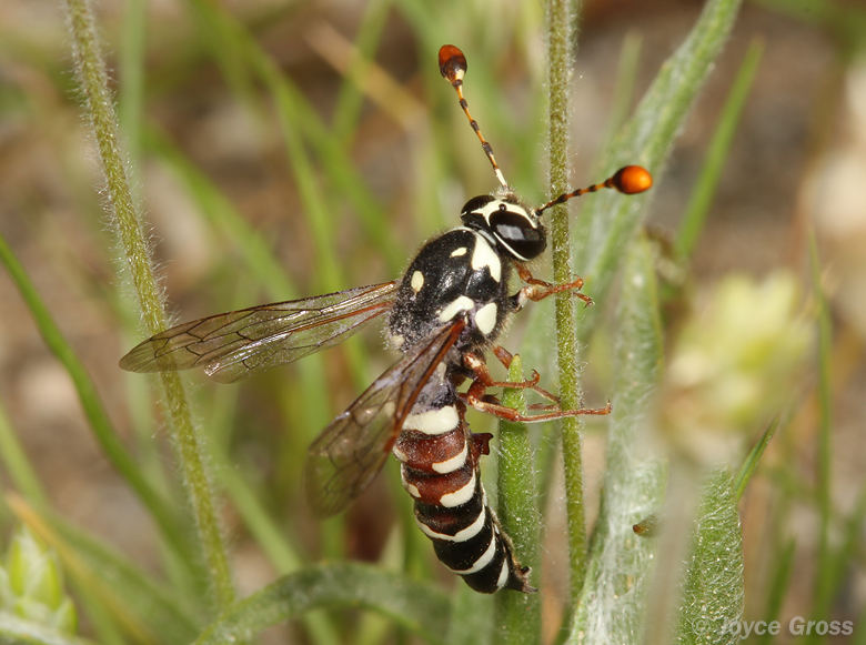 Pseudomasaris maculifrons