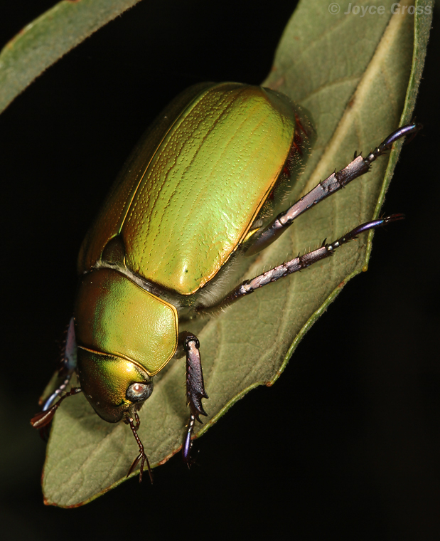 Chrysina beyeri