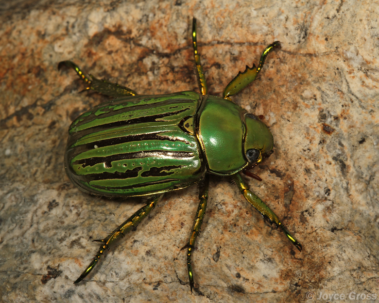 Chrysina gloriosa