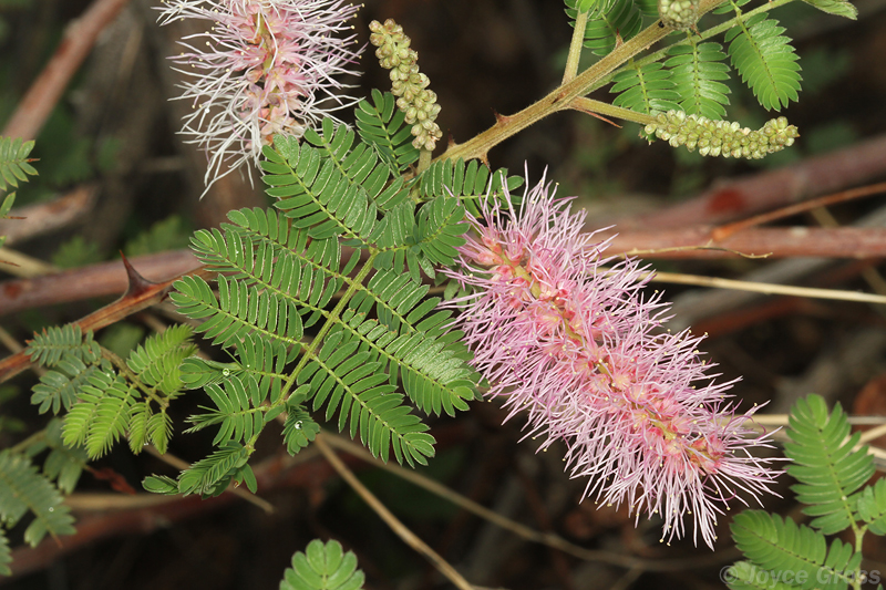 Mimosa dysocarpa