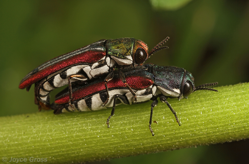 Agrilus pulchellus
