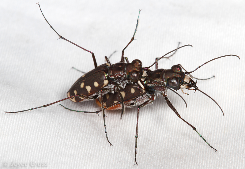 Cicindela sedecimpunctata