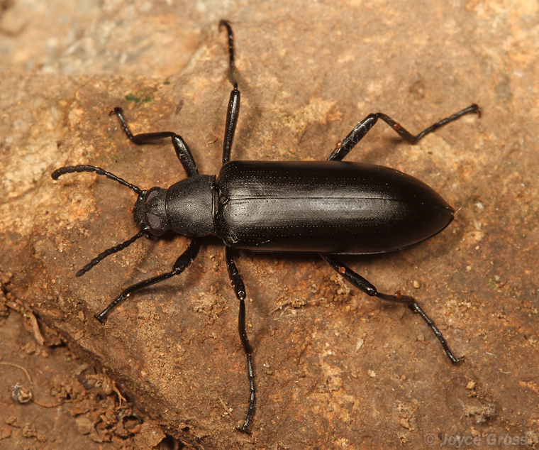 Strongylium atrum
