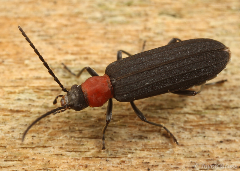 Asclera ruficollis