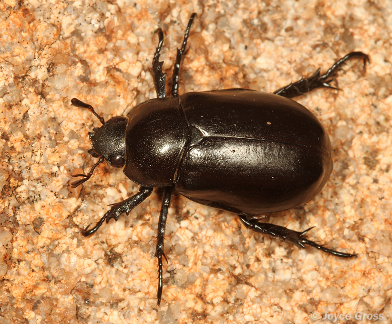 Pelidnota lugubris