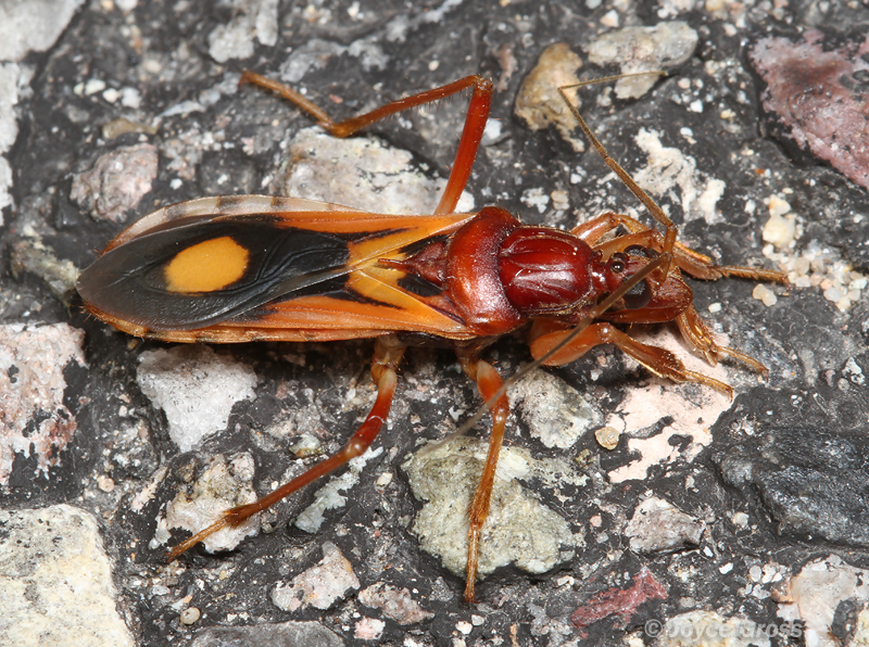 Rasahus thoracicus