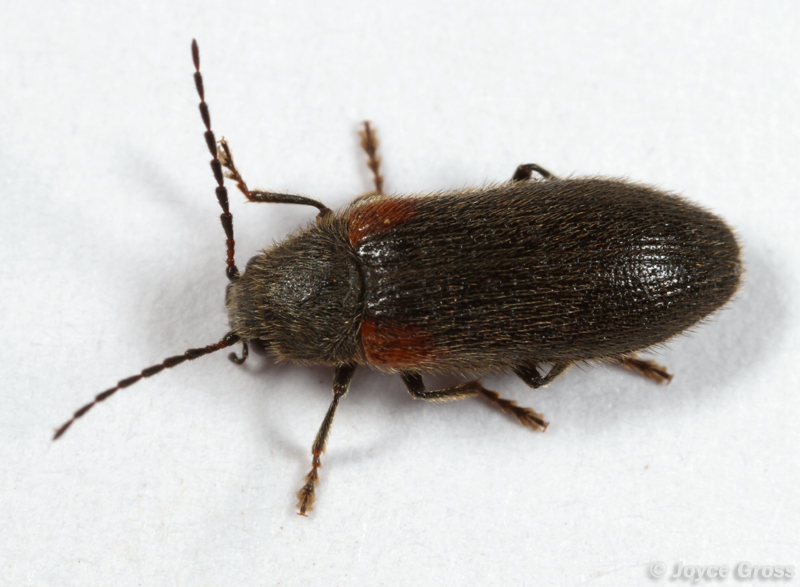 Macropogon testaceipennis