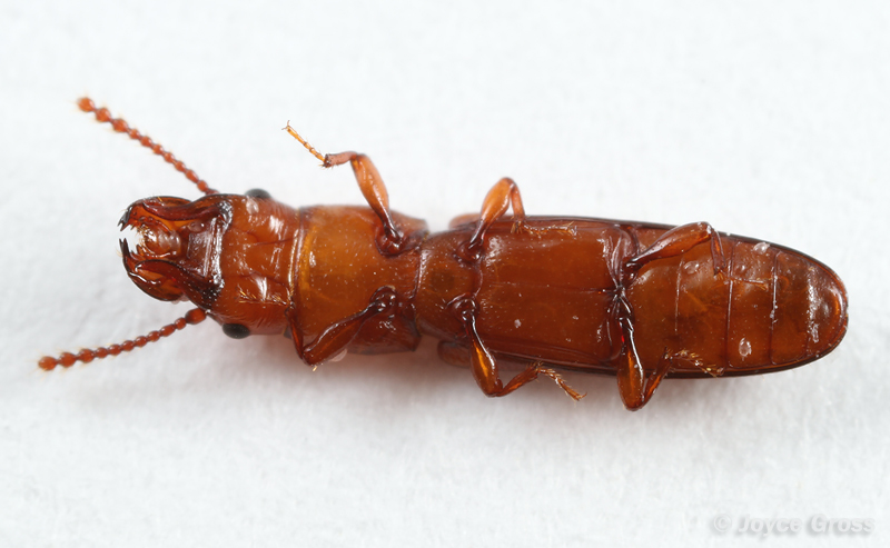 Prostomis americanus