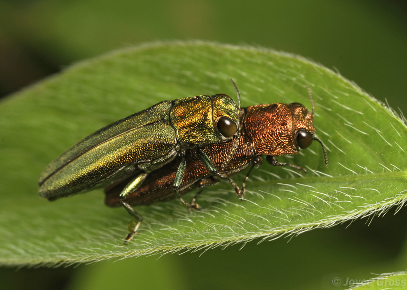 Agrilus arizonicus